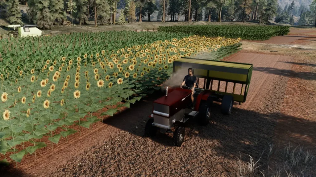Ranch Simulator'da ayçiçeği tarlalarında traktör süren oyuncu
